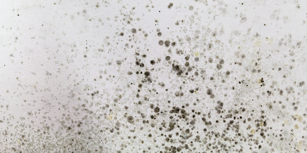What is Black Mold? The Truth Behind the Spores